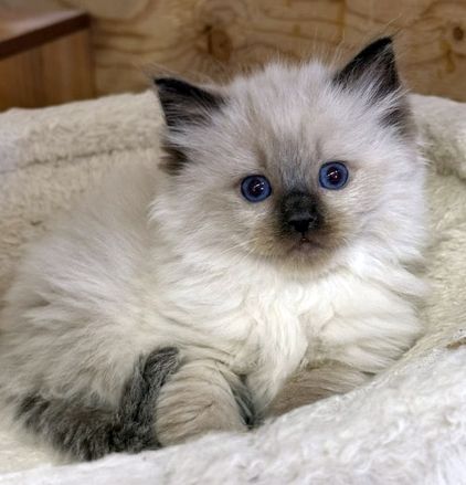 sealpoint ragdoll kitten