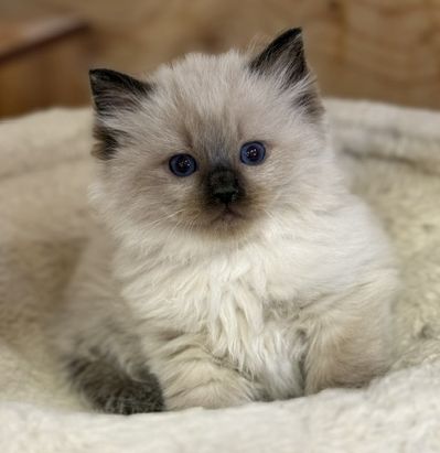 sealpoint ragdoll kitten