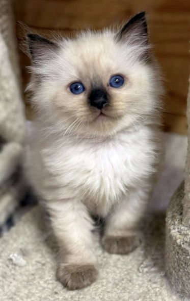sealpoint ragdoll kitten