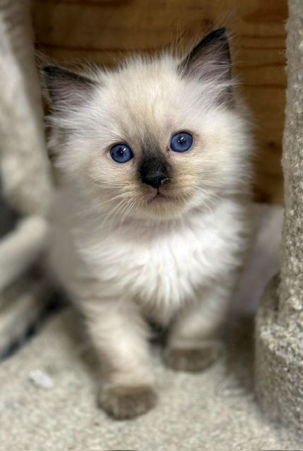 sealpoint ragdoll kitten