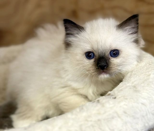 seal mitted ragdoll kitten