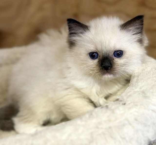 seal mitted ragdoll kitten