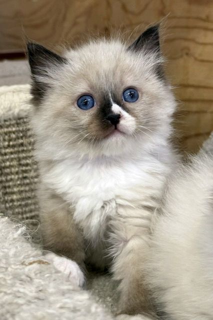seal mitted ragdoll kitten