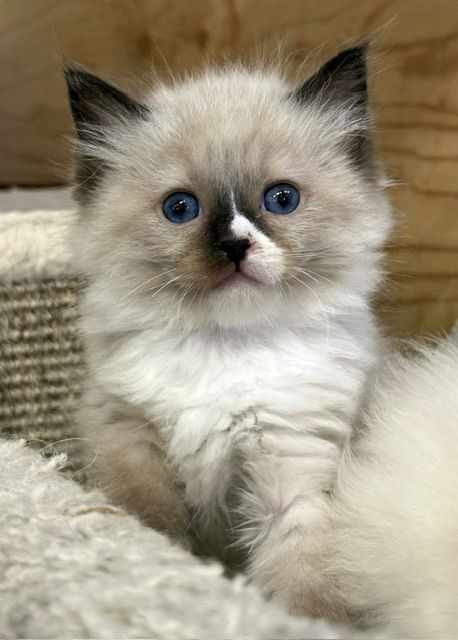 seal mitted ragdoll kitten