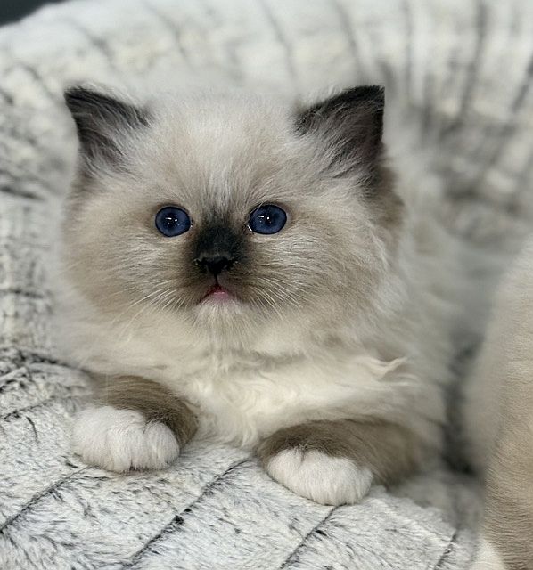 seal mitted ragdoll kitten