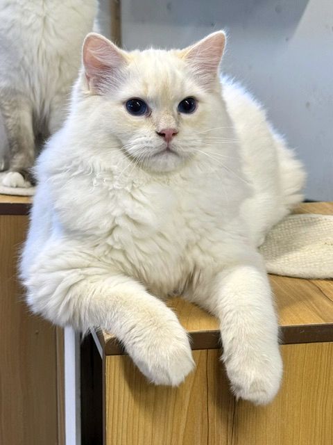 Cream point ragdoll kitten