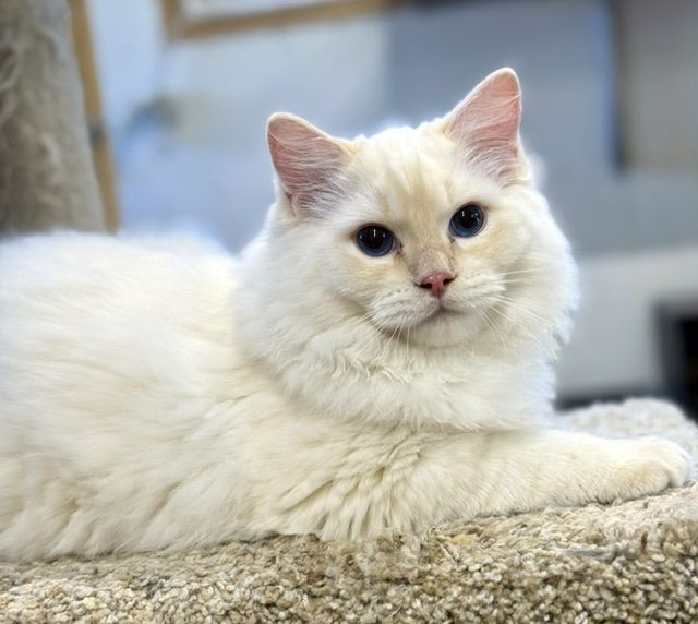 Cream point ragdoll kitten