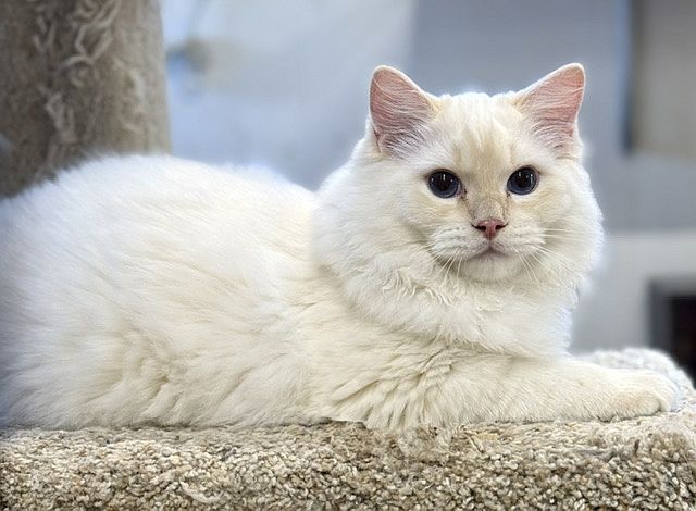 Cream point ragdoll kitten