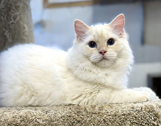 Cream point ragdoll kitten