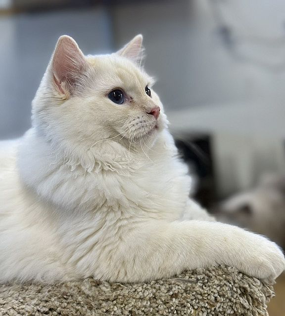 Cream point ragdoll kitten