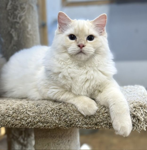 Cream point ragdoll kitten