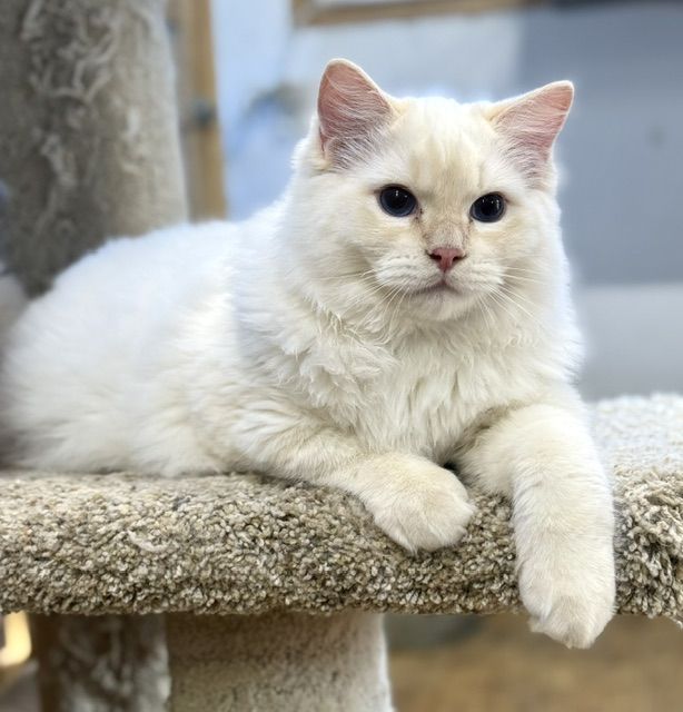 Cream point ragdoll kitten