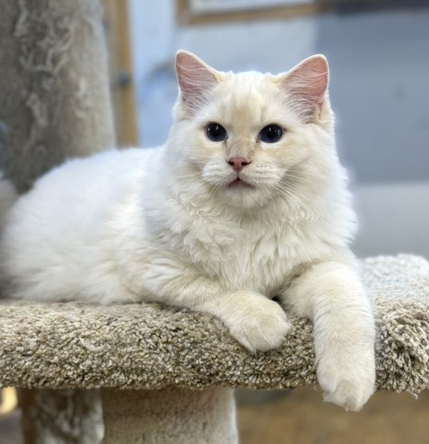 Cream point ragdoll kitten