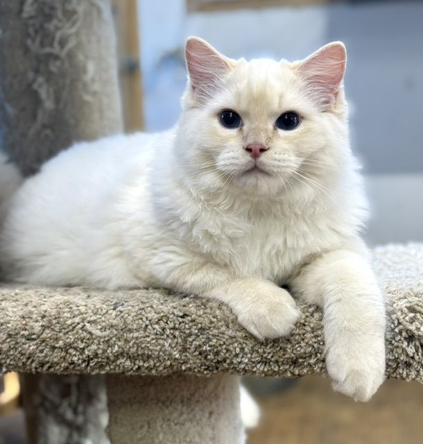 Cream point ragdoll kitten