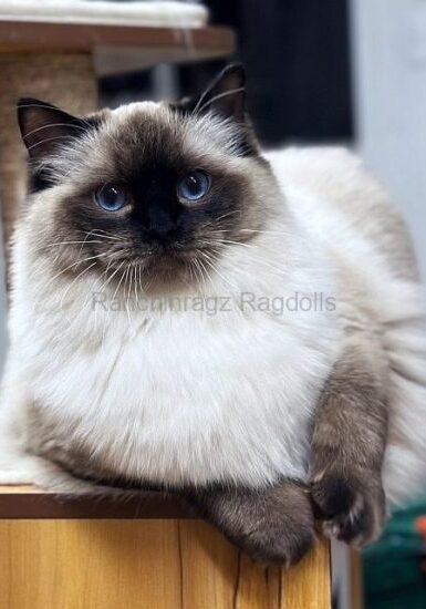 Sealpoint Ragdoll