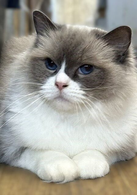 blue bicolor ragdoll