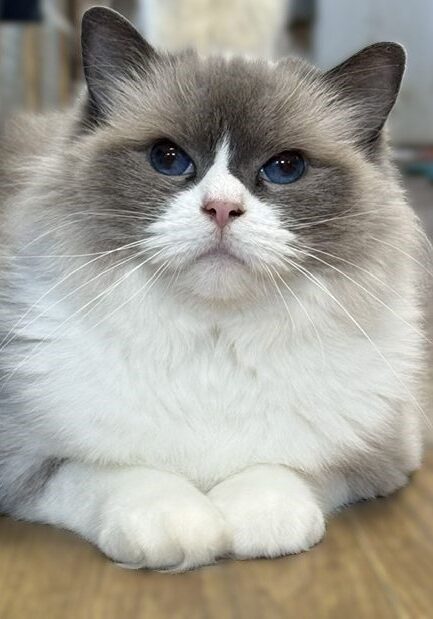 blue bicolor ragdoll