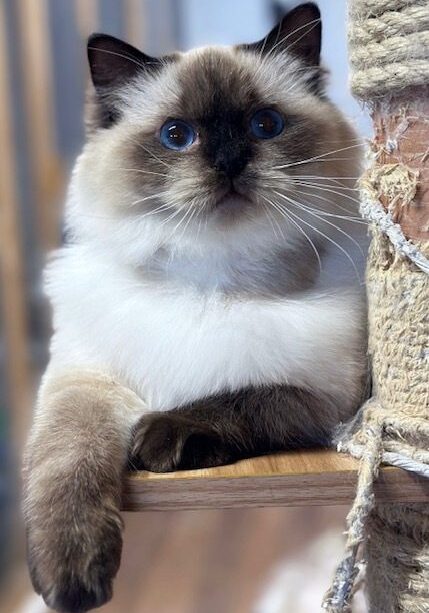 Sealpoint Ragdoll