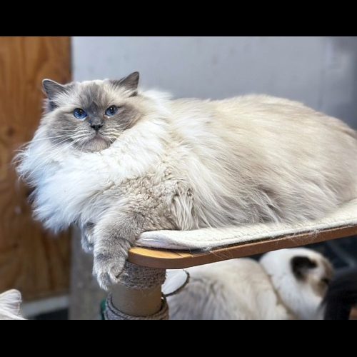 Bluepoint Ragdoll