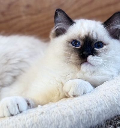 SEAL MITTED TORTIE RAGDOLL