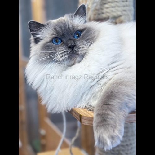 bluepoint ragdoll