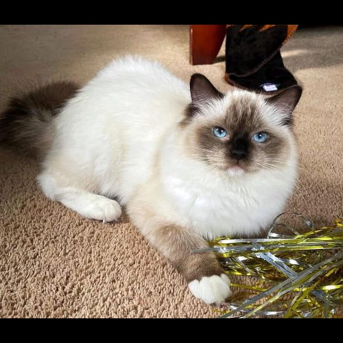 seal mitted ragdoll
