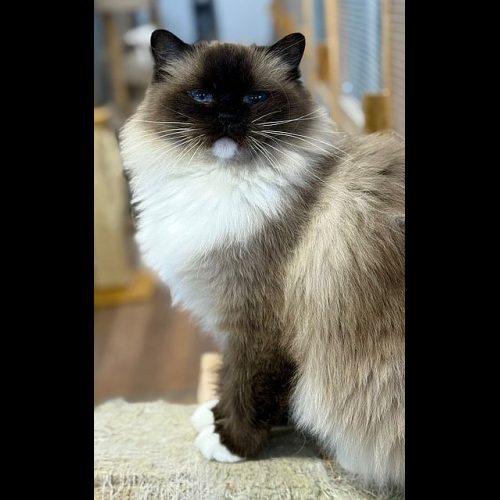 Seal MitteD Ragdoll