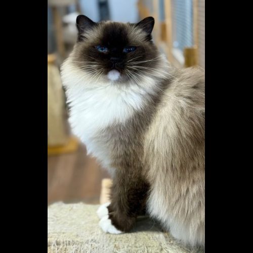 Seal Mitted Ragdoll