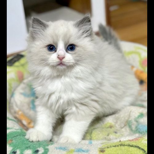 Blue Bicolor ragdoll