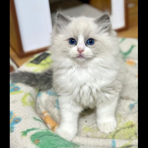 Blue Bicolor ragdoll