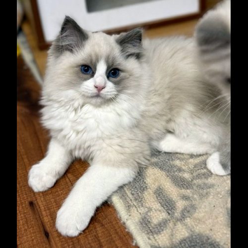 blue bicolor ragdoll