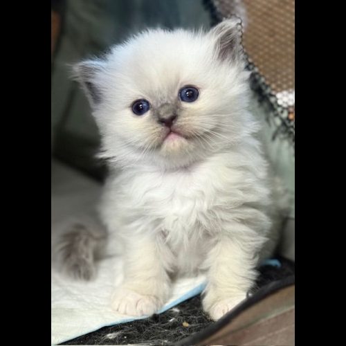 Blue mitted ragdoll kitten