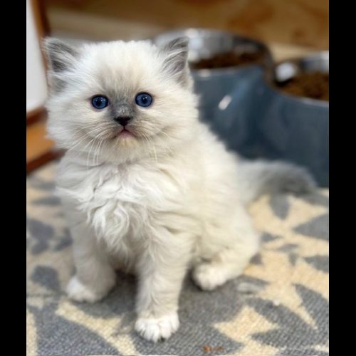 Blue mitted ragdoll kitten