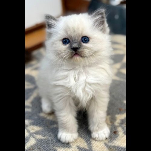 Blue mitted ragdoll kitten