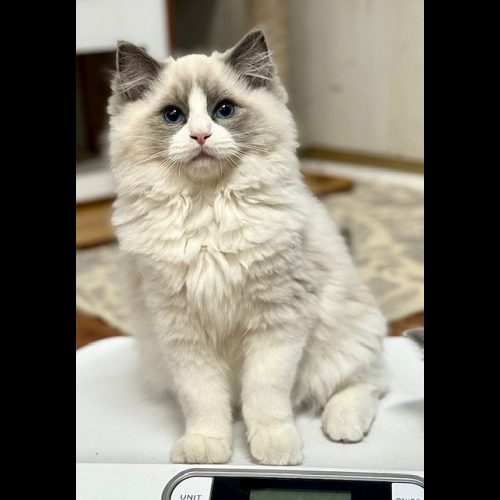 BLUE BICOLOR RAGDOLL