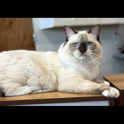 CHOCOLATE MITTED RAGDOLL
