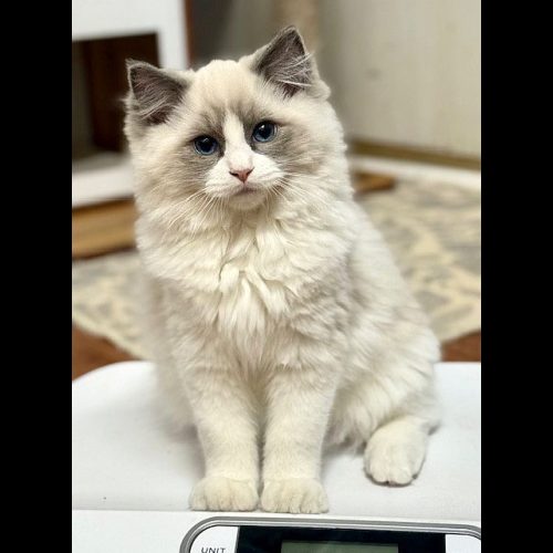 BLUE BICOLOR RAGDOLL
