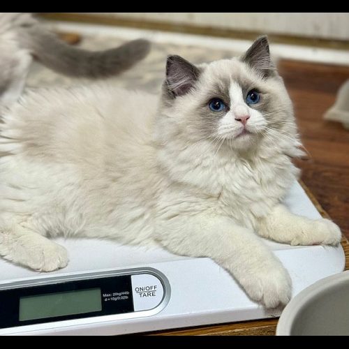 BLUE BICOLOR RAGDOLL