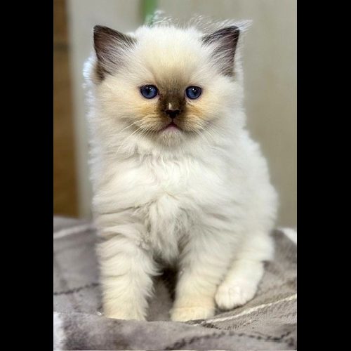 Chocolate Mitted ragdoll kitten