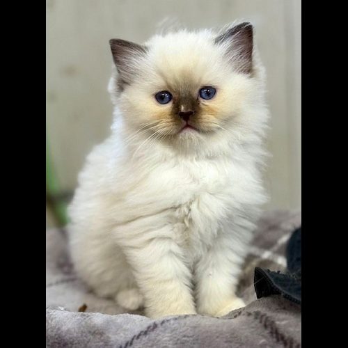 #image_title #attachment_caption #attachment_description