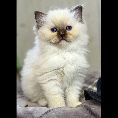 Chocolate Mitted ragdoll kitten