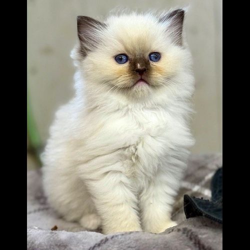 Chocolate Mitted ragdoll kitten