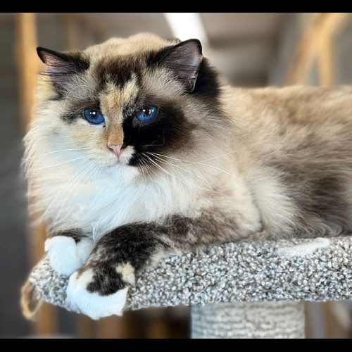 seal mitted tortie ragdoll