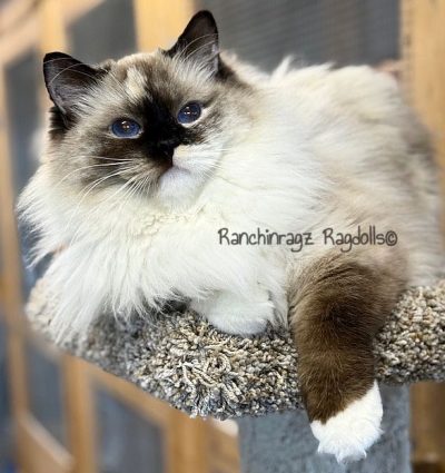 SEAL MITTED TORTIE RAGDOLL