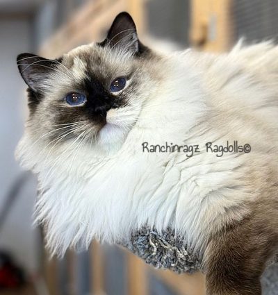 SEAL MITTED TORTIE RAGDOLL