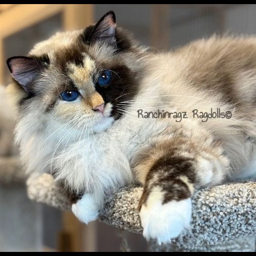 SEAL MITTED TORTIE RAGDOLL