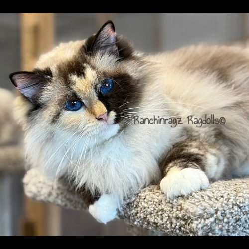 SEAL MITTED TORTIE RAGDOLL
