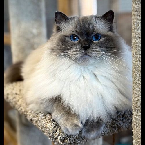 Bluepoint Ragdoll