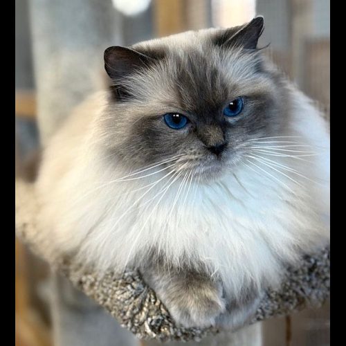 Bluepoint Ragdoll