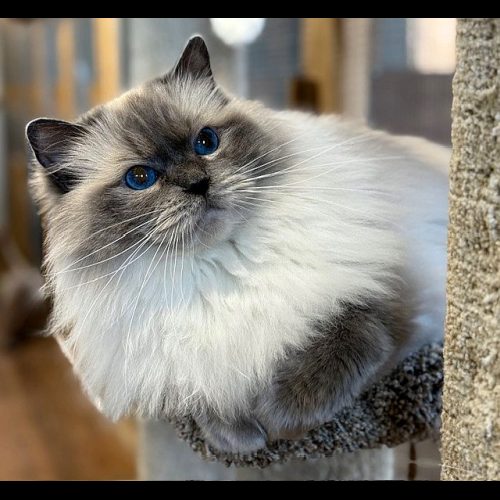Bluepoint Ragdoll